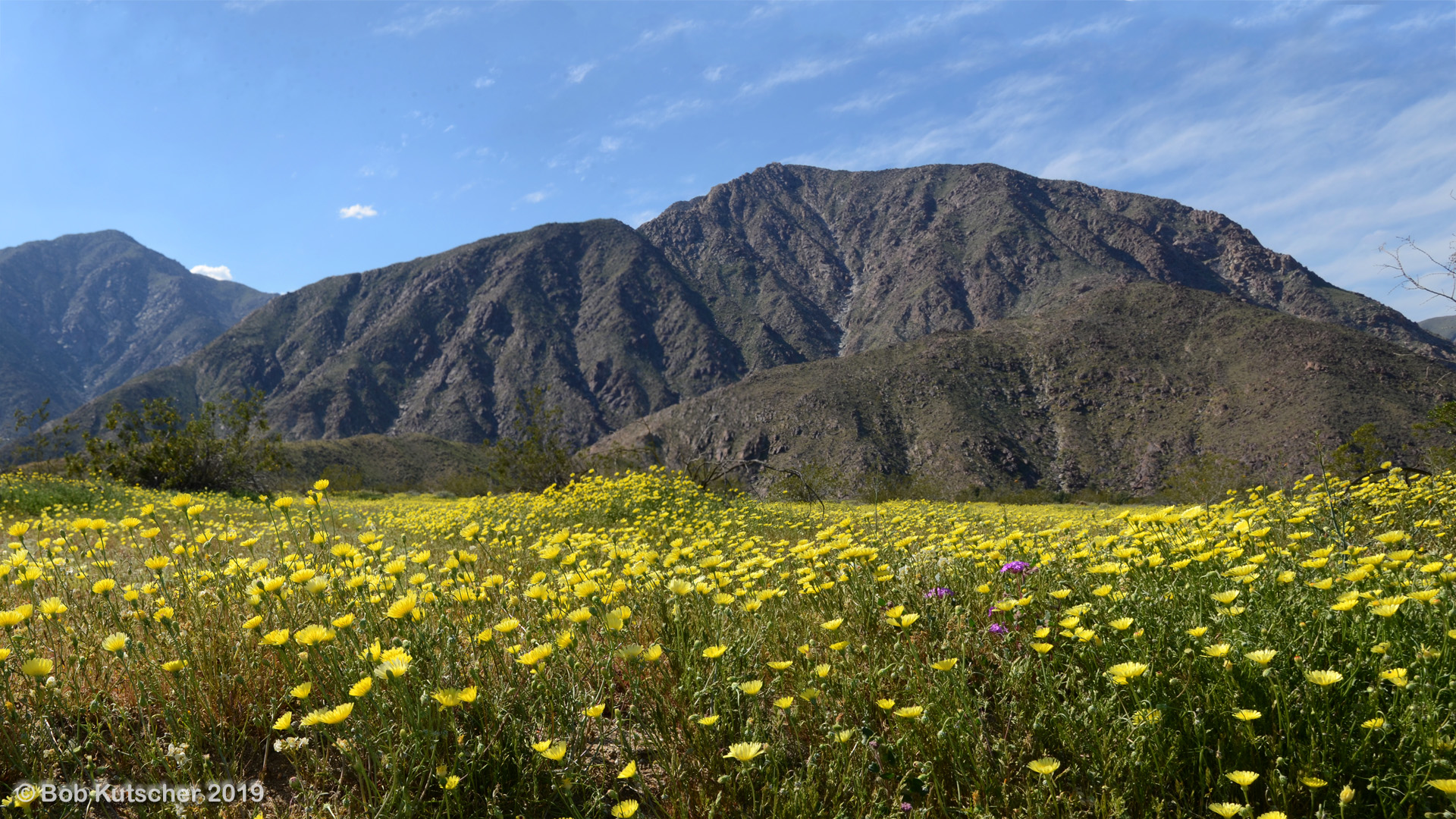 Borrego Springs, CA Superbloom 2019